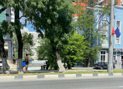 В Новороссийске снова незаконно рубят многолетние деревья