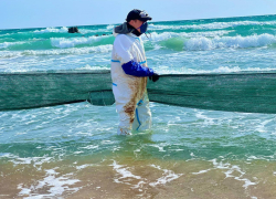 Мазут не думает заканчиваться: море вновь выбросило черные куски, а ученые тестируют «экобисер»