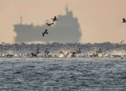 Пеликаны у берега Новороссийска: шесть редких птиц заметили на острове Суджук
