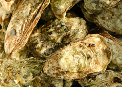 АО «Черномортранснефть» выполнило биомониторинг акватории Черного моря