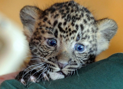 Пес Гриша выхаживает малышей-леопардов и тигренка, которых чуть не замучали люди