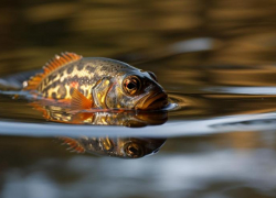 Гороскоп на 30 декабря: рыбкам нужно отдохнуть