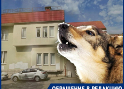 "Это пересмешник дразнит собак": новороссийцы в ужасе от соседства с "приютом" для животных