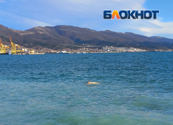 Новороссийцы заметили мёртвого дельфина у берега Чёрного моря 