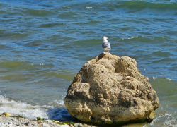 Гороскоп от «Блокнота»: Львы решат давние задачи, а Стрельцы начнут жизнь с чистого листа