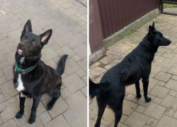  В Новогоднюю ночь пес из Новороссийска испугался салюта и сбежал: хозяева ищут питомца