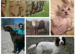 Топ-5 самых дорогих домашних животных с avito в Новороссийске