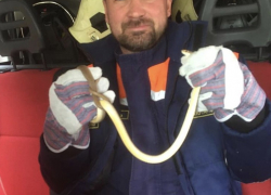 Змея заползла в частный дом новороссийцев