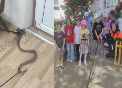 Змея облюбовала здание детского сада в южном городе