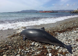 Массовой гибелью дельфинов в Новороссийске заинтересовалась прокуратура
