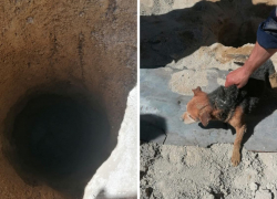 Спасатели Новороссийска освободили собаку из ямы глубиной 2,5 метра