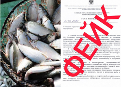 Черноморская рыба токсична из-за нефтепродуктов? Роспотребнадзор опроверг «запрет на ловлю и продажу» 