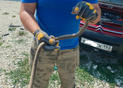 Змеи проникают в дома и автомобили новороссийцев: в этом году их больше, чем обычно 