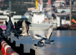 Нефтяную пробку в порту Новороссийска организовала не "Пенелопа"