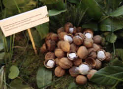 Наркотики в грецких орехах прятали в Новороссийске