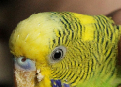 Пенсионерка из Новороссийска проникла к соседям и украла "члена семьи"