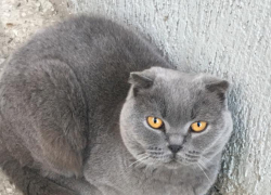 Нежность, брошенная хозяевами, ищет дом и любящую семью в Новороссийске 