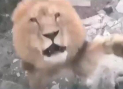 Лев набросился на посетителей сафари-парка у соседей Новороссийска 