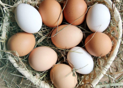 "Золотые яйца" в Новороссийске скоро перестанут дорожать 