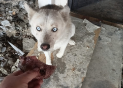 Породистые собаки недалеко от Новороссийска страдают от агрессии жителей и ищут дом 