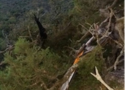 Появились первые фото и видео с места крушения вертолета недалеко от Новороссийска