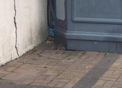 Огромные крысы бегают рядом с детской площадкой в Новороссийске