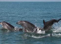 Цена разлива нефтепродуктов: в Черном море погибли сотни дельфинов