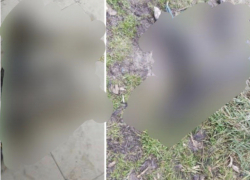 Массовое отравление собак в Новороссийске: разбирается полиция 