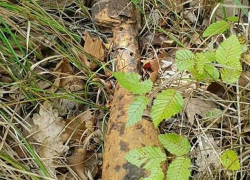 Бомбы вместо грибов собирают новороссийцы в лесу 