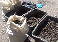 Ограбил море: новороссиец незаконно выловил 5000 мидий