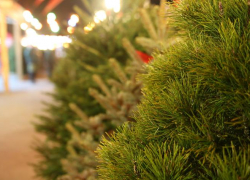 Где купить ёлку в Новороссийске: новые торговые точки