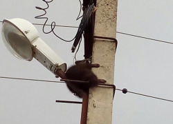 Городские службы Новороссийска отказываются спасать енота