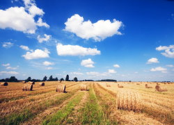 А были ли лупы? Полиция Кубани прокомментировала новость о находках в полях 
