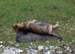 Не для слабонервных: бездомных собак травят в Новороссийске 