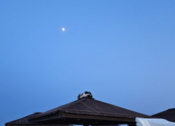 Гороскоп от "Блокнота": у дев настало время перемен, а близнецы пожелают свободы