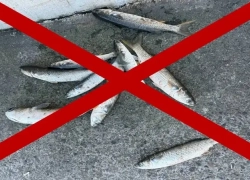 В Новороссийске запретили ловить рыбу