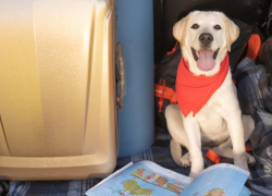 Новшество от РЖД: новороссийцы при покупке билета смогут посмотреть своих «четвероногих» соседей