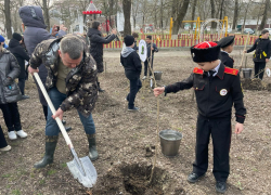 Новые деревья украсят парк Ленина в Верхнебаканском: "Сад памяти"