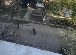 Бродячие собаки терроризируют жильцов дома в Новороссийске