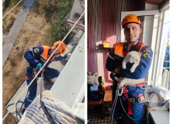 Выпрыгнул из окна — спасатели Новороссийска пришли на помощь котенку