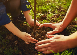 Сажать будут все: насколько реально в Новороссийске высадить 1,5 млн деревьев