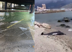 Мертвых дельфинов вновь нашли в Новороссийске