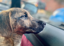 «Их травили, били и выкинули их дом»: жительница Новороссийска спасает выжившего щенка 