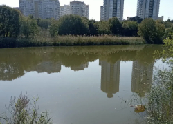 Новороссийский экозащитник: при очистке «Южных прудов» допущен ряд ошибок