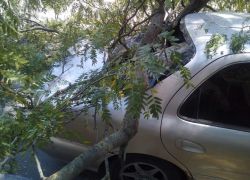 Уставшее дерево пробило стекло автомобиля в Новороссийске