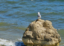 Время пострелять: сегодня утром у моря в Новороссийске будет громко