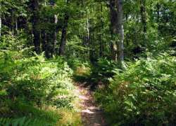 Мужчина бережно ухаживал за кустами наркосодержащих растений в 40 километрах от Новороссийска