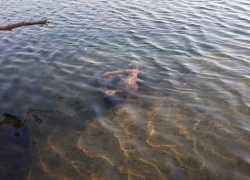 Тело утонувшего студента обнаружили на пляже в Новороссийске