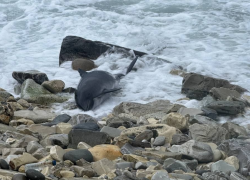 Что будут делать с мертвыми дельфинами в Новороссийске? 