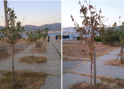 Новороссийцы переживают за судьбу деревьев на Малой Земле 